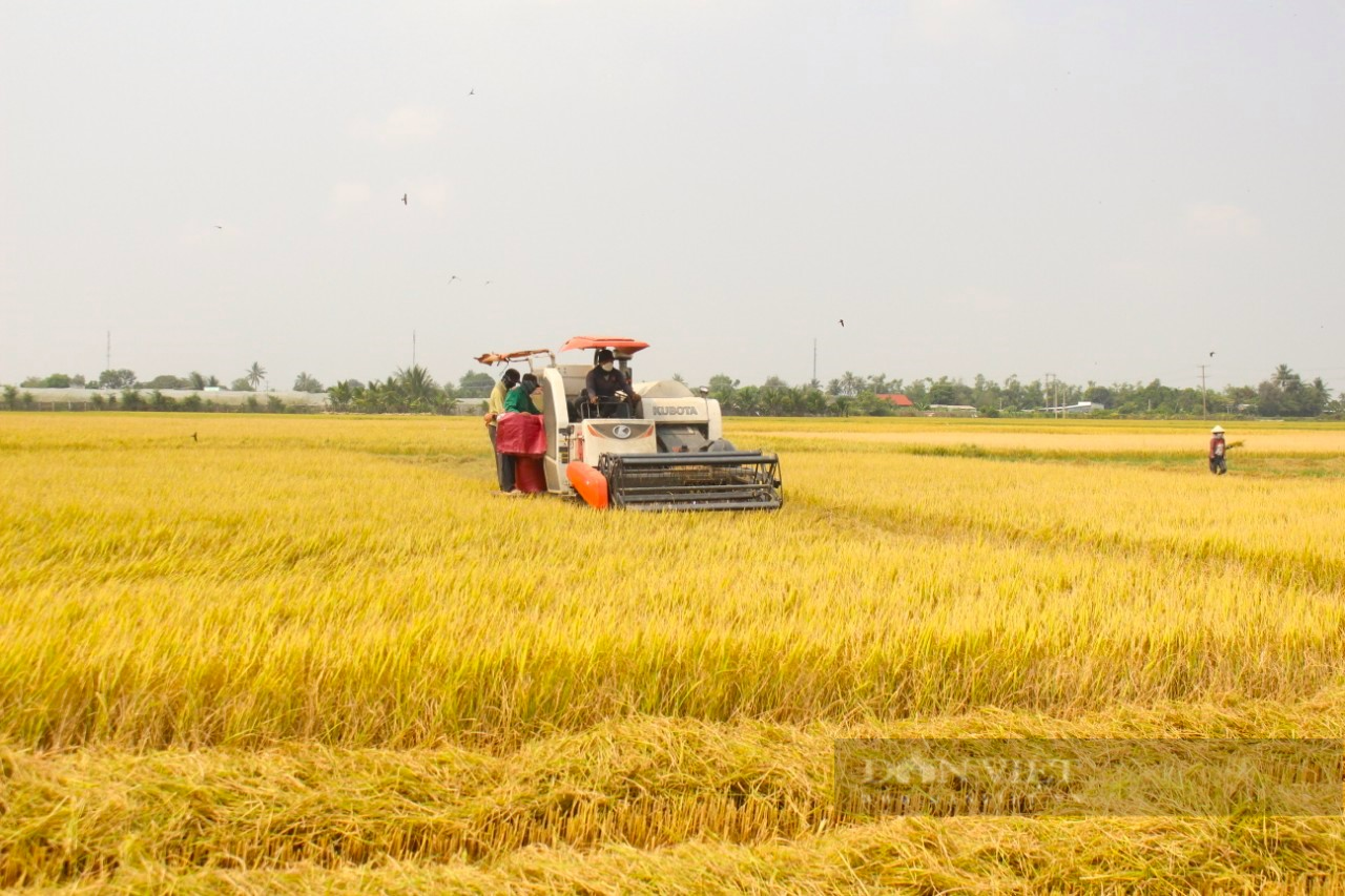 Trồng lúa thân thiện với môi trường cho hạt gạo ngon, năng suất tăng gần gấp đôi, nông dân nâng cao thu nhập - Ảnh 8.