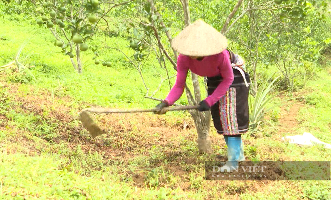 Sinh kế mới giúp bà con dân tộc thiểu số Lai Châu giảm nghèo - Ảnh 5.