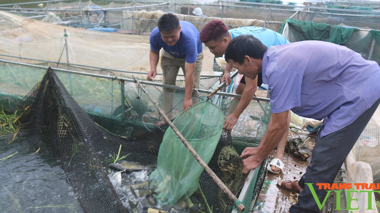 Sơn La: Phát triển thủy sản tập trung, bền vững - Ảnh 5.