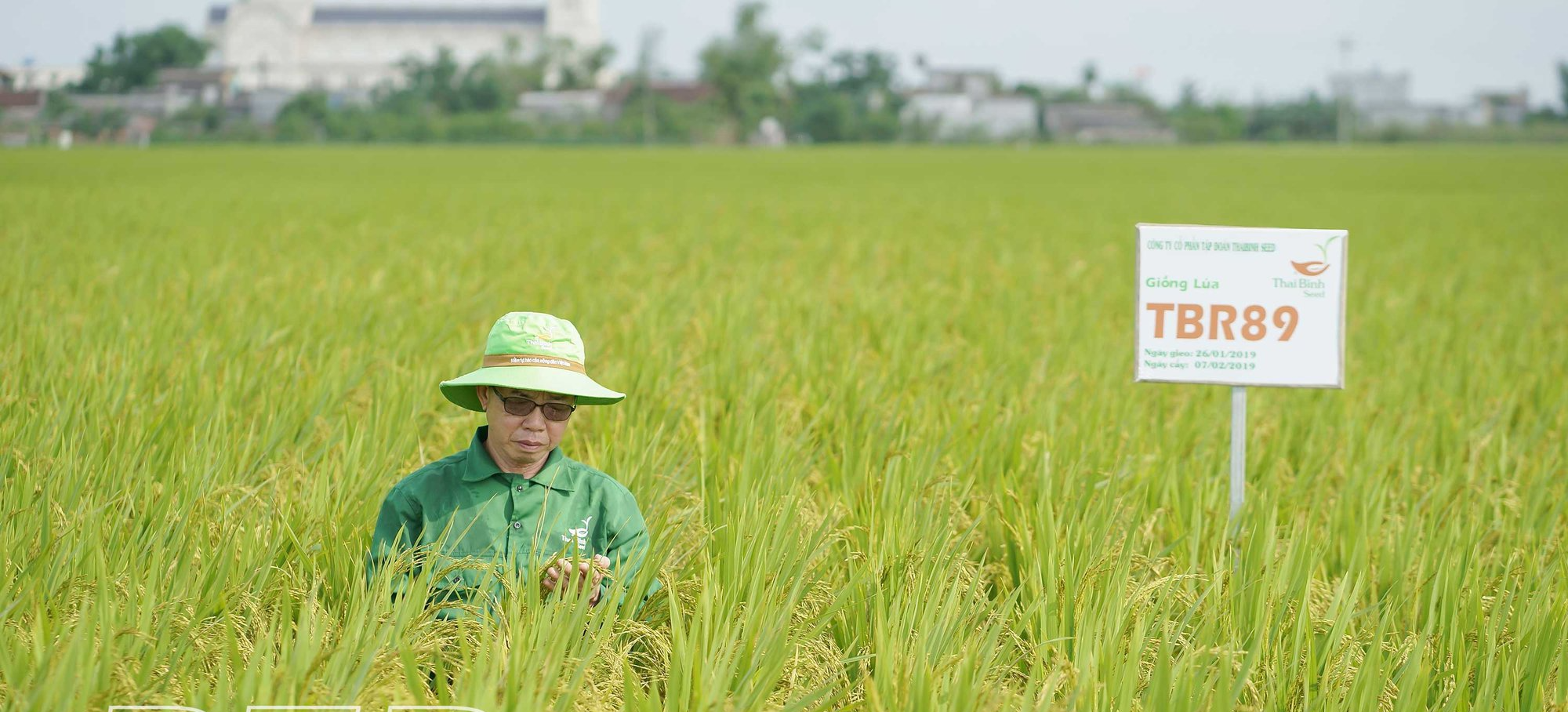 Vì sao Thái Bình được mệnh danh là vùng đất của những giống lúa đặc sản? - Ảnh 1.