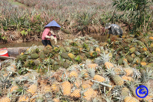Đây là loại quả ngon đang tăng giá tốt nhất ở huyện Tân Phước của Tiền Giang, nông dân chặt bán nhà nào cũng vui - Ảnh 1.