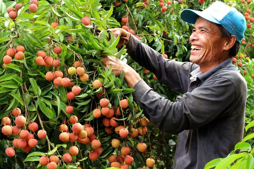 Một huyện của tỉnh Hải Dương gửi 1.000 lá thư mời các doanh nghiệp đến mua một thứ trái cây đặc sản - Ảnh 1.