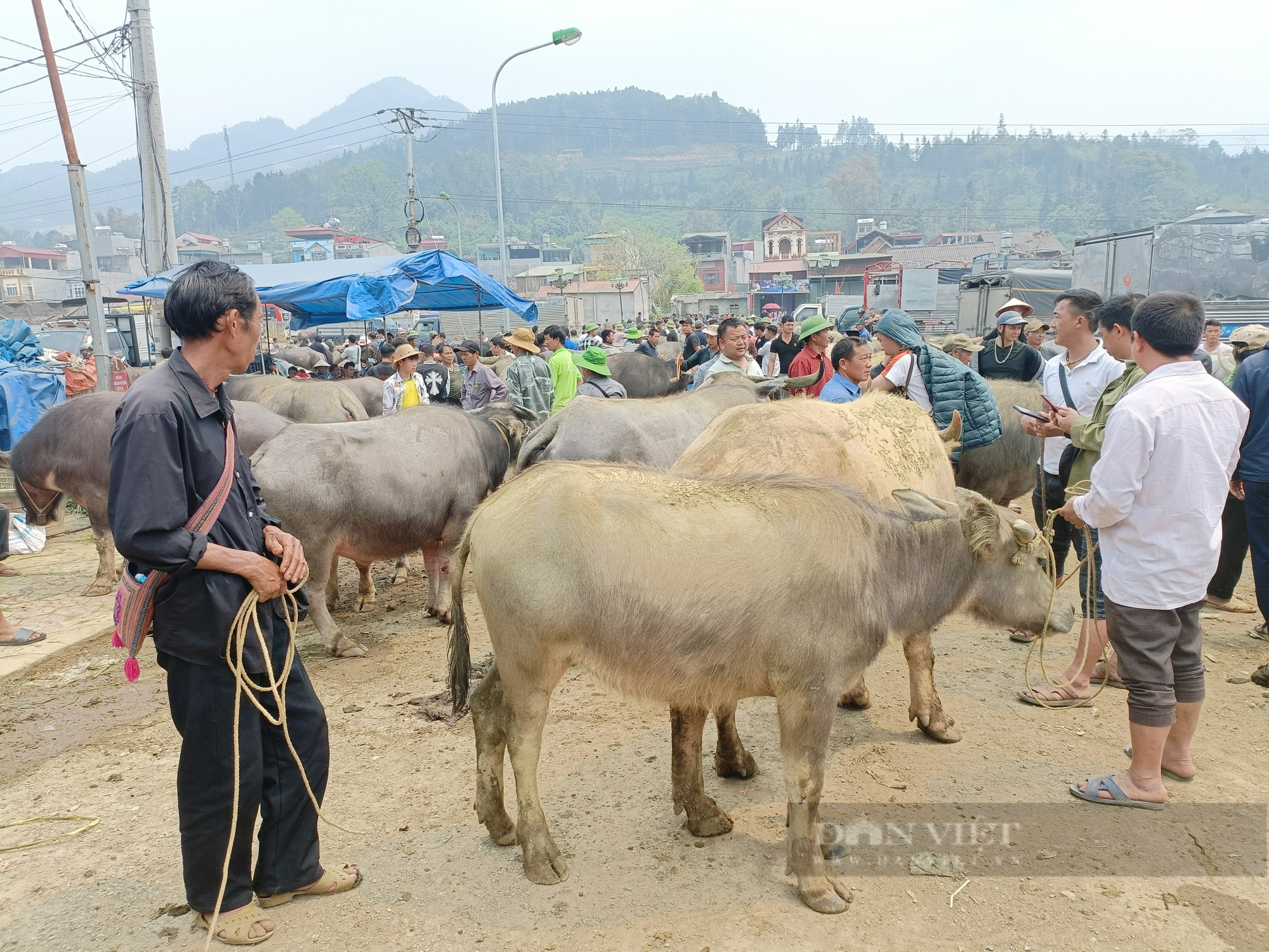 Lào Cai: Phiên chợ trâu lớn nhất Tây Bắc - Ảnh 2.