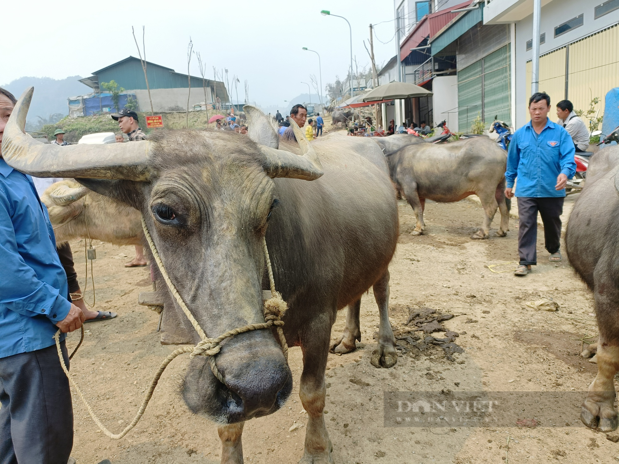 Lào Cai: Phiên chợ trâu lớn nhất Tây Bắc - Ảnh 3.