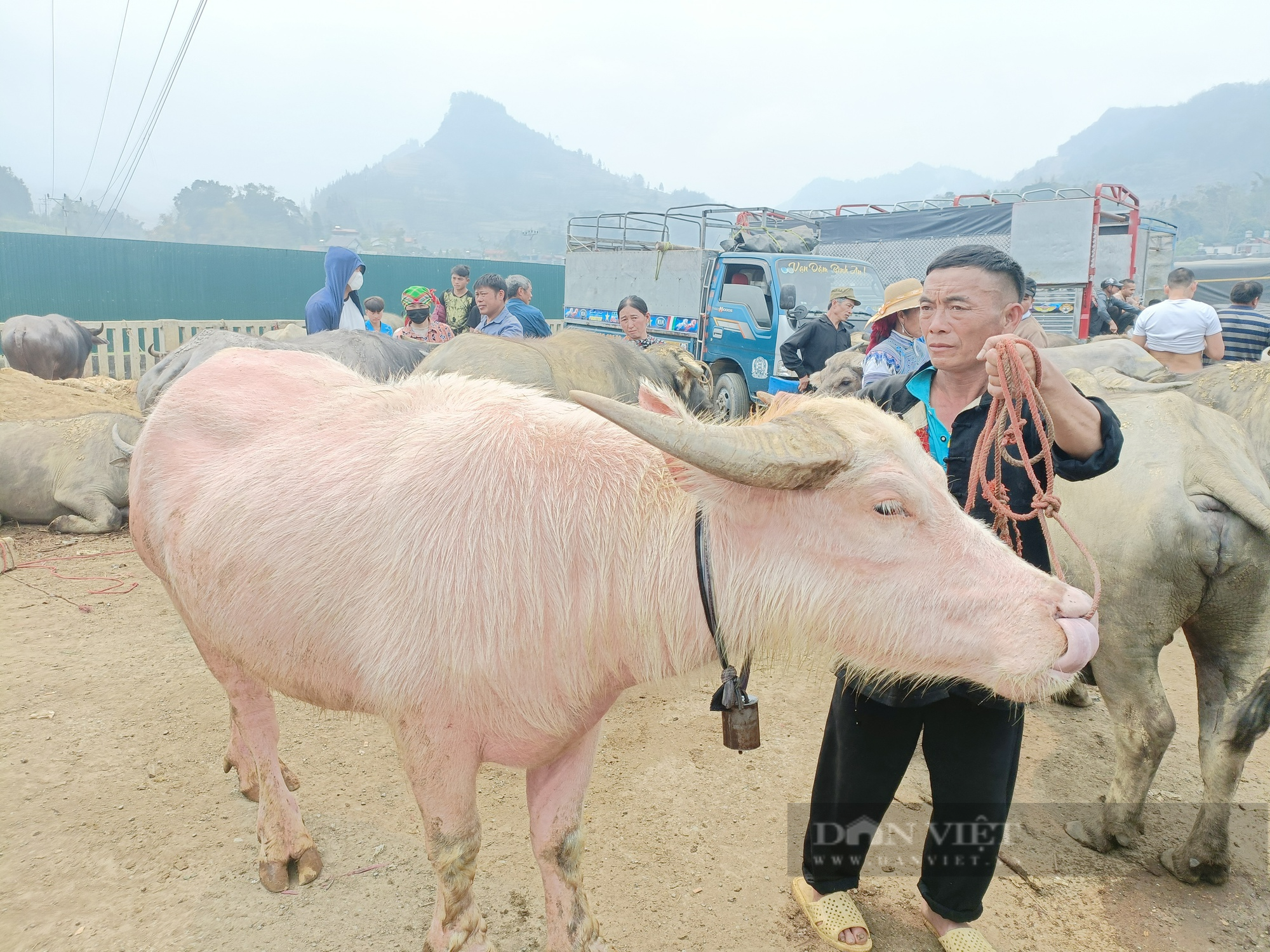 Lào Cai: Phiên chợ trâu lớn nhất Tây Bắc - Ảnh 6.