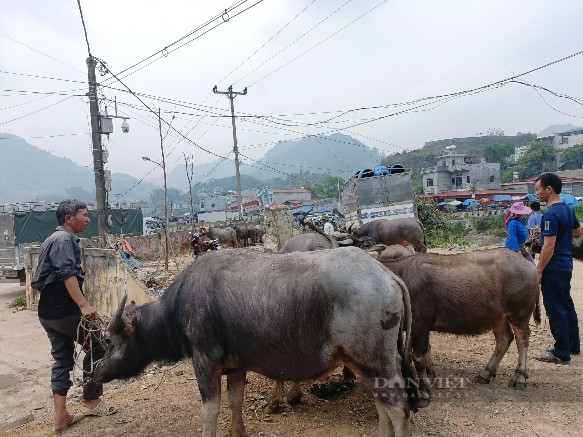 Lào Cai: Phiên chợ trâu lớn nhất Tây Bắc - Ảnh 8.