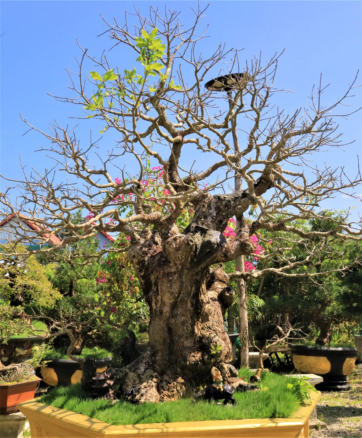 Vườn cây cảnh toàn bon sai cổ thụ hình thù kỳ dị của trai làng Khánh Hòa, ai vào ra cũng khen tấm tắc - Ảnh 10.