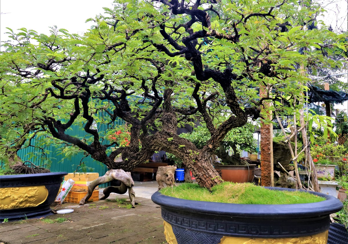 Vườn cây cảnh toàn bon sai cổ thụ hình thù kỳ dị của trai làng Khánh Hòa, ai vào ra cũng khen tấm tắc - Ảnh 9.