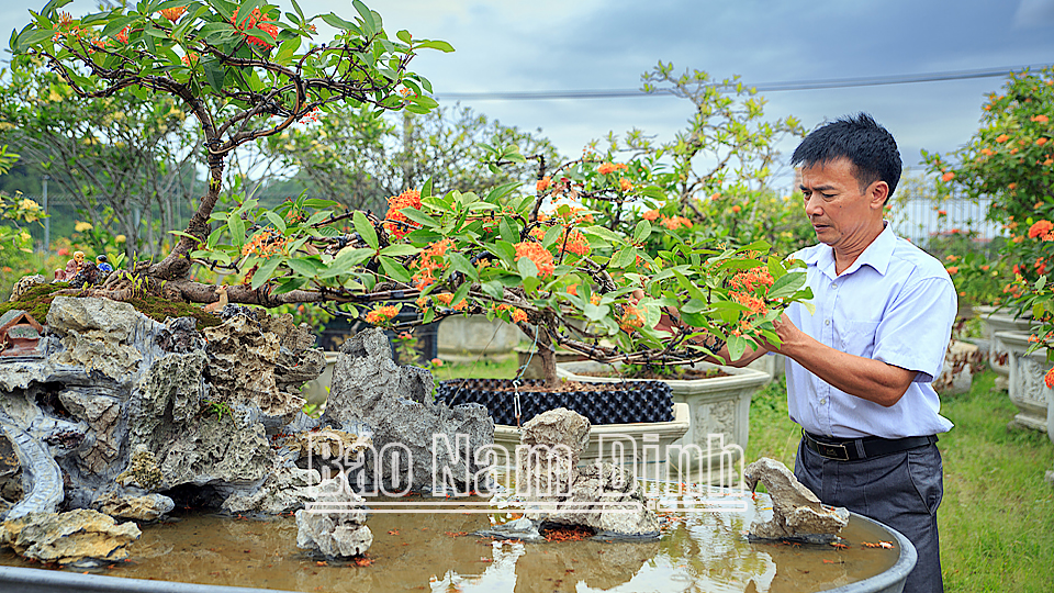 Trồng thứ hoa biểu tượng may mắn, tâm linh, gặp cây đẹp, một nông dân ở Nam Định bán hàng trăm triệu - Ảnh 1.