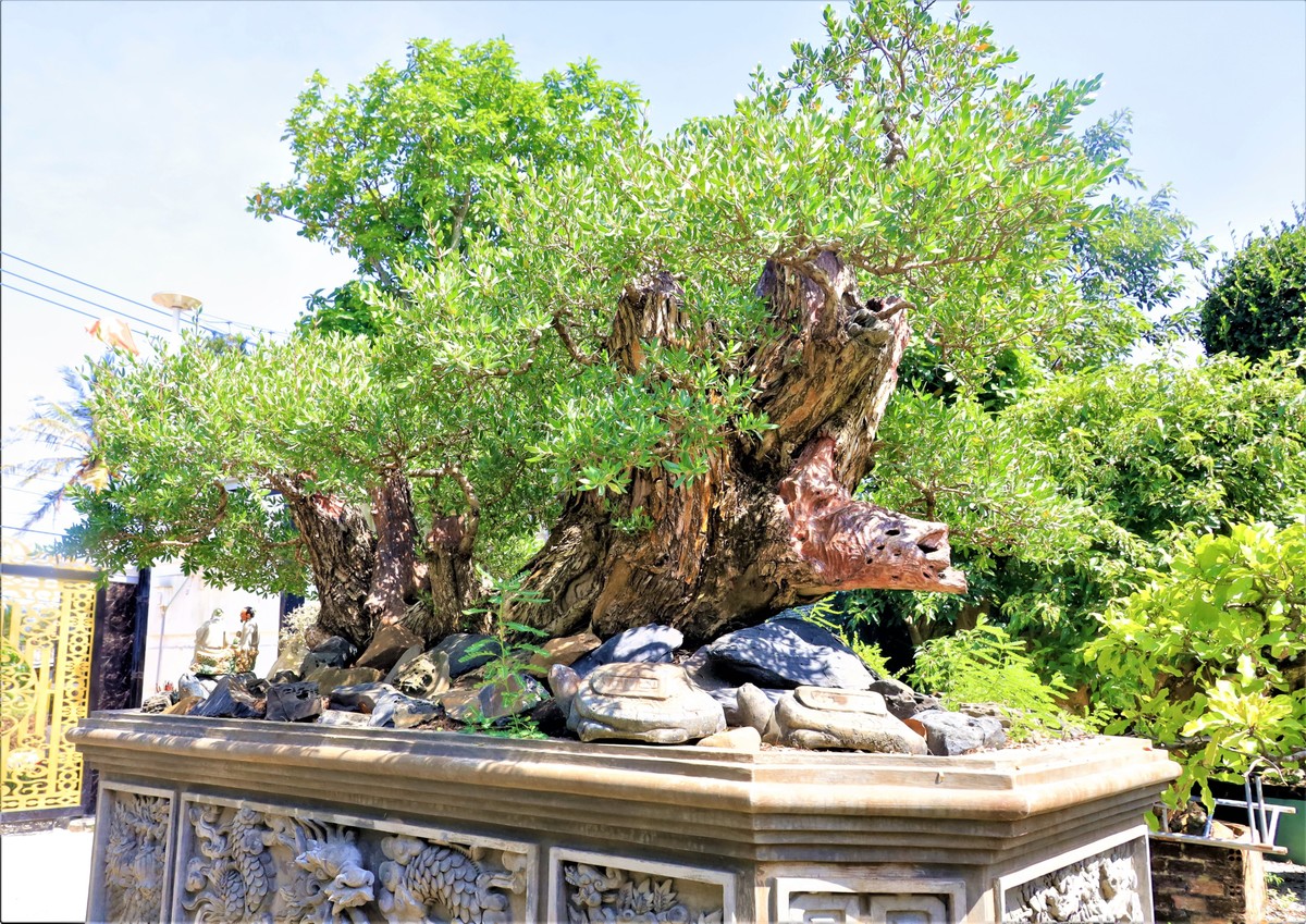 Vườn cây cảnh toàn bon sai cổ thụ hình thù kỳ dị của trai làng Khánh Hòa, ai vào ra cũng khen tấm tắc - Ảnh 3.