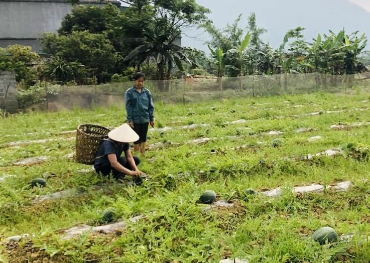 Nông dân xã Phong Quang ở Hà Giang khá giả lên nhờ trồng rau, hoa quả; trồng mía đường xuất khẩu - Ảnh 1.