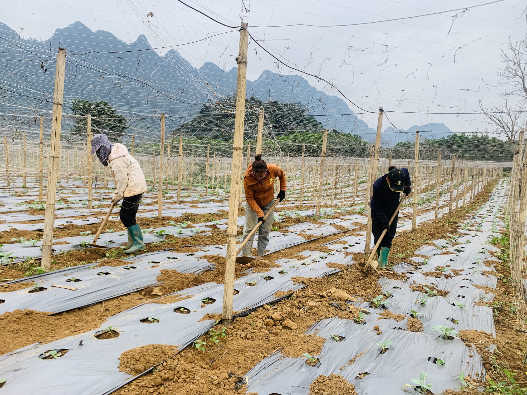 Nông dân xã Phong Quang ở Hà Giang khá giả lên nhờ trồng rau, hoa quả; trồng mía đường xuất khẩu - Ảnh 4.