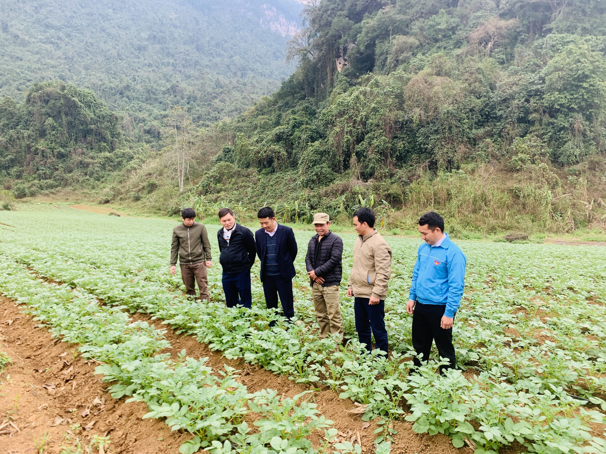 Nông dân xã Phong Quang ở Hà Giang khá giả lên nhờ trồng rau, hoa quả; trồng mía đường xuất khẩu - Ảnh 3.