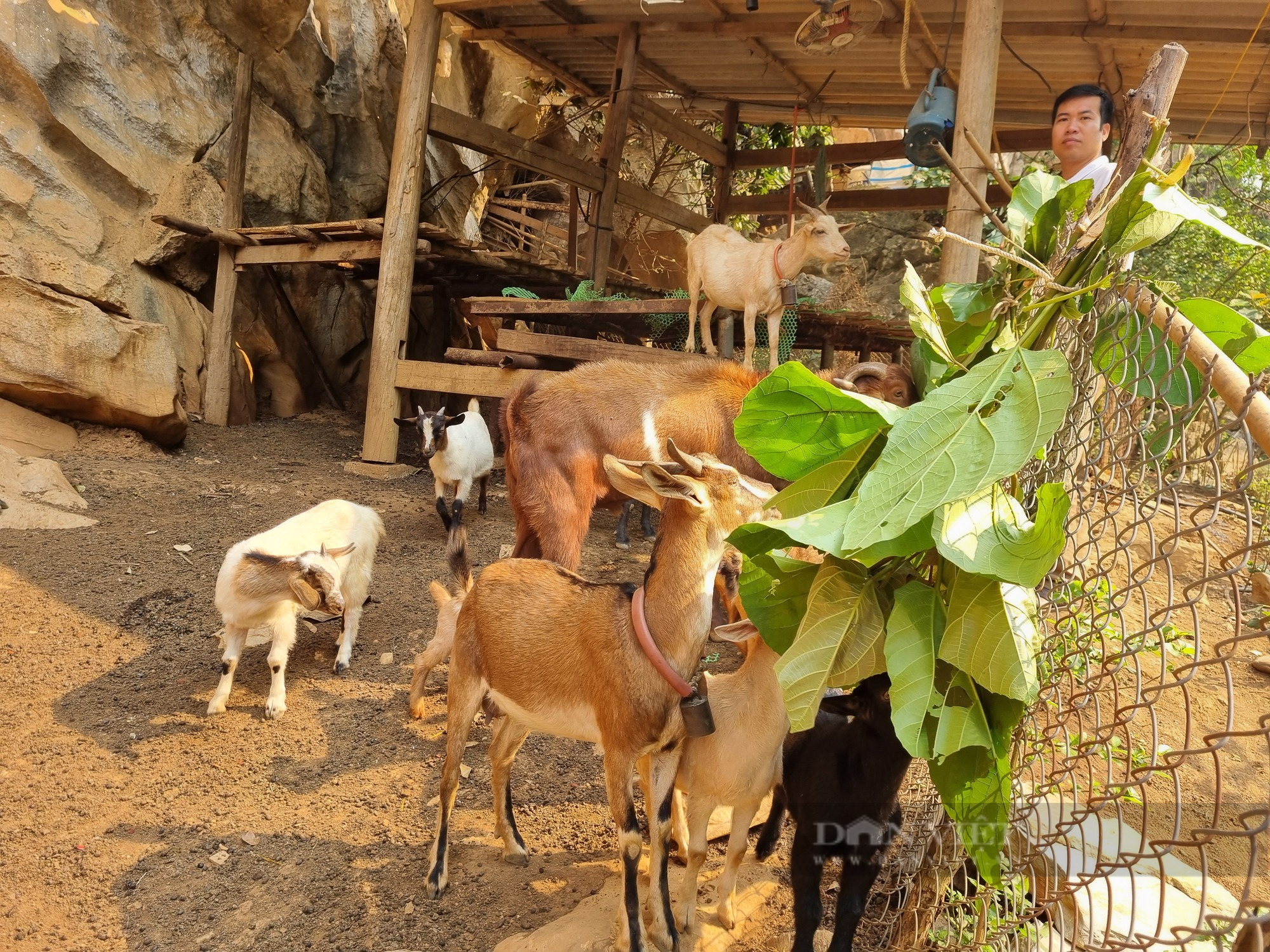 Về nơi “rốn nghèo” Nánh Nghê (Bài 2): Thoát nghèo nhờ nuôi dê núi - Ảnh 2.