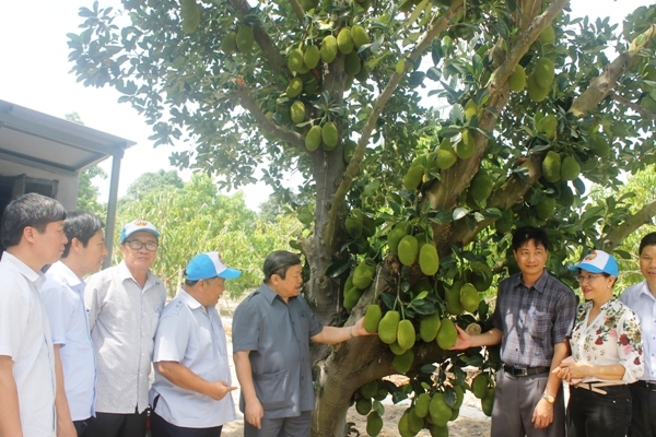 Vườn xoài của nông dân ở Khánh Hòa đỏ tươi, nhiều du khách mê mẩn - Ảnh 4.