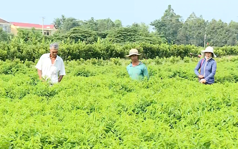 Trồng thứ rau &quot;dính&quot; đất ẩm là mọc &quot;tùm lum&quot;, có 1,4 công đất mà anh nông dân Vĩnh Long thu 300 triệu