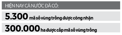 Cấp và quản lý mã số vùng trồng: Phân cấp mạnh cho cơ sở - Ảnh 3.