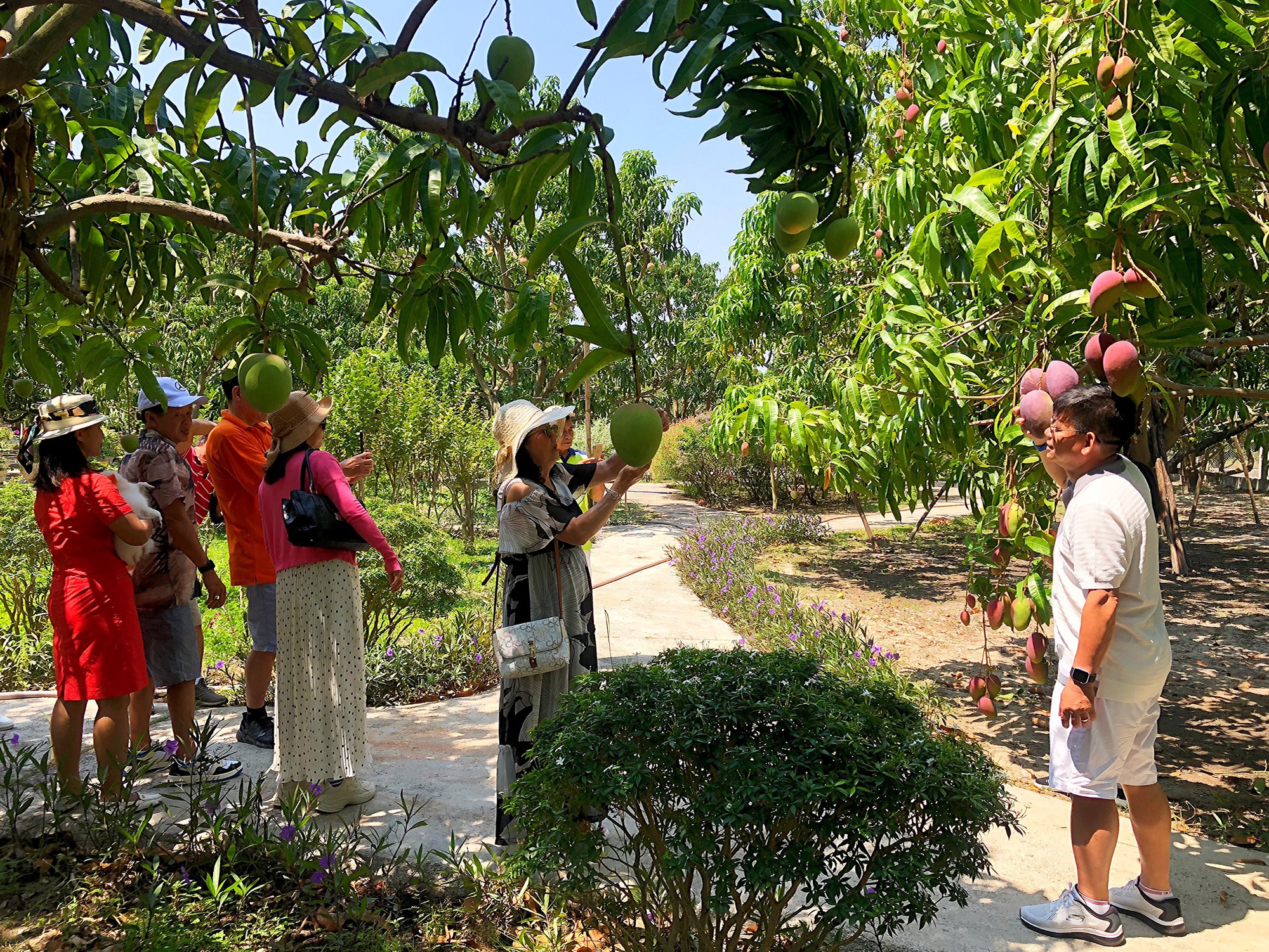 Vườn xoài của nông dân ở Khánh Hòa đỏ tươi, nhiều du khách mê mẩn - Ảnh 2.