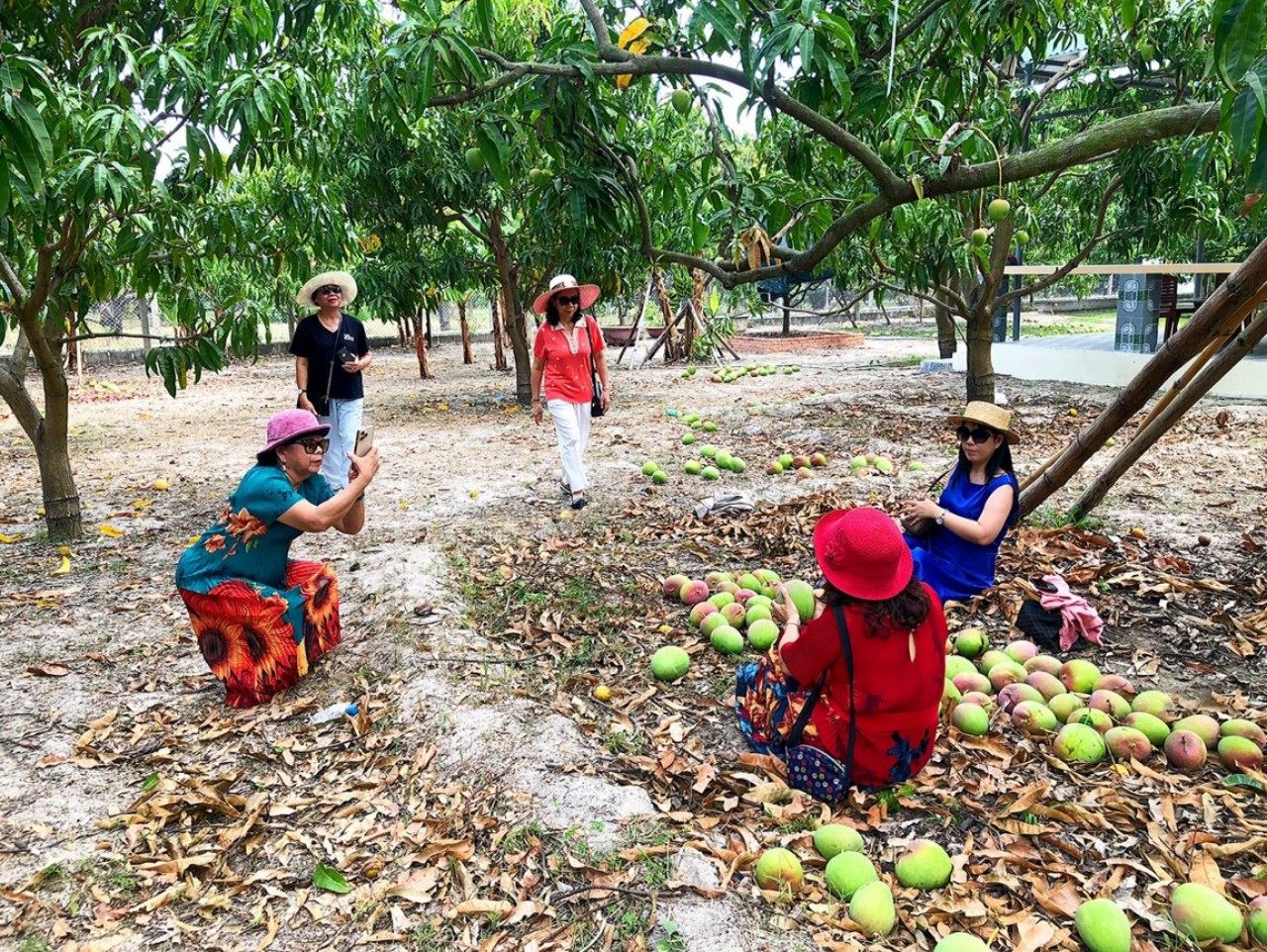 Vườn xoài của nông dân ở Khánh Hòa đỏ tươi, nhiều du khách mê mẩn - Ảnh 1.