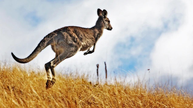 Australia cho phép thợ săn giết hàng triệu con kangaroo hàng năm - Ảnh 1.