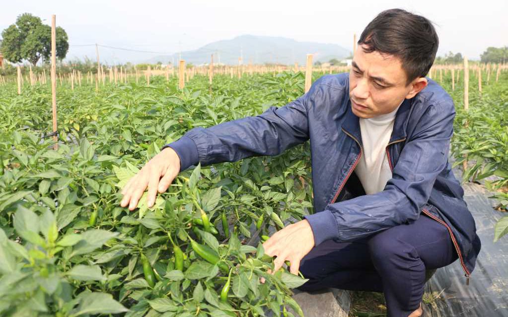 Trồng ớt Hàn Quốc kiểu gì mà thác lá lên toàn thấy trái, anh nông dân Quảng Ninh bán ớt sang Hàn Quốc luôn