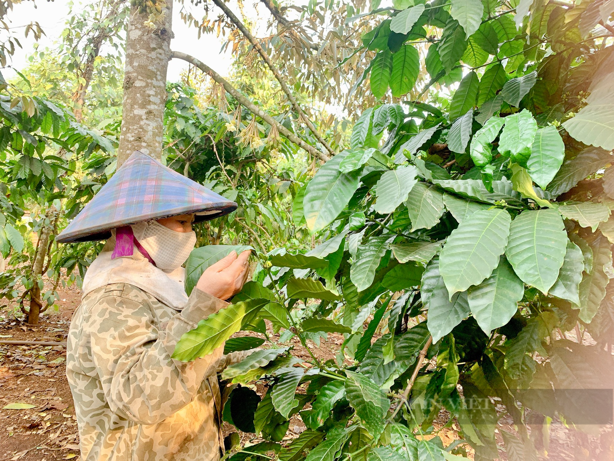 Sử dụng phân bón Lâm Thao, nhiều nông dân trồng cà phê phấn khởi vì cây tươi tốt, quả đạt thành - Ảnh 1.