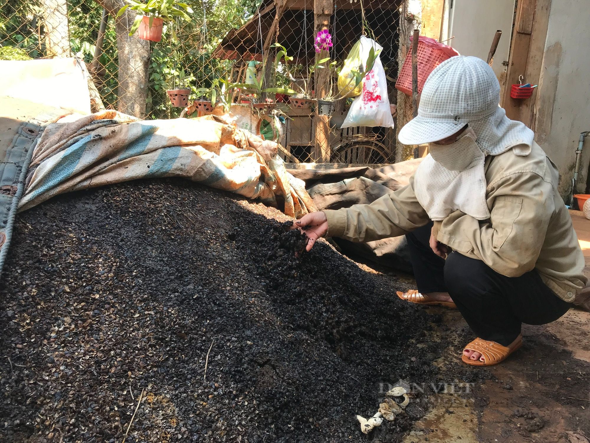 Sử dụng phân bón Lâm Thao, nhiều nông dân trồng cà phê phấn khởi vì cây tươi tốt, quả đạt thành - Ảnh 2.