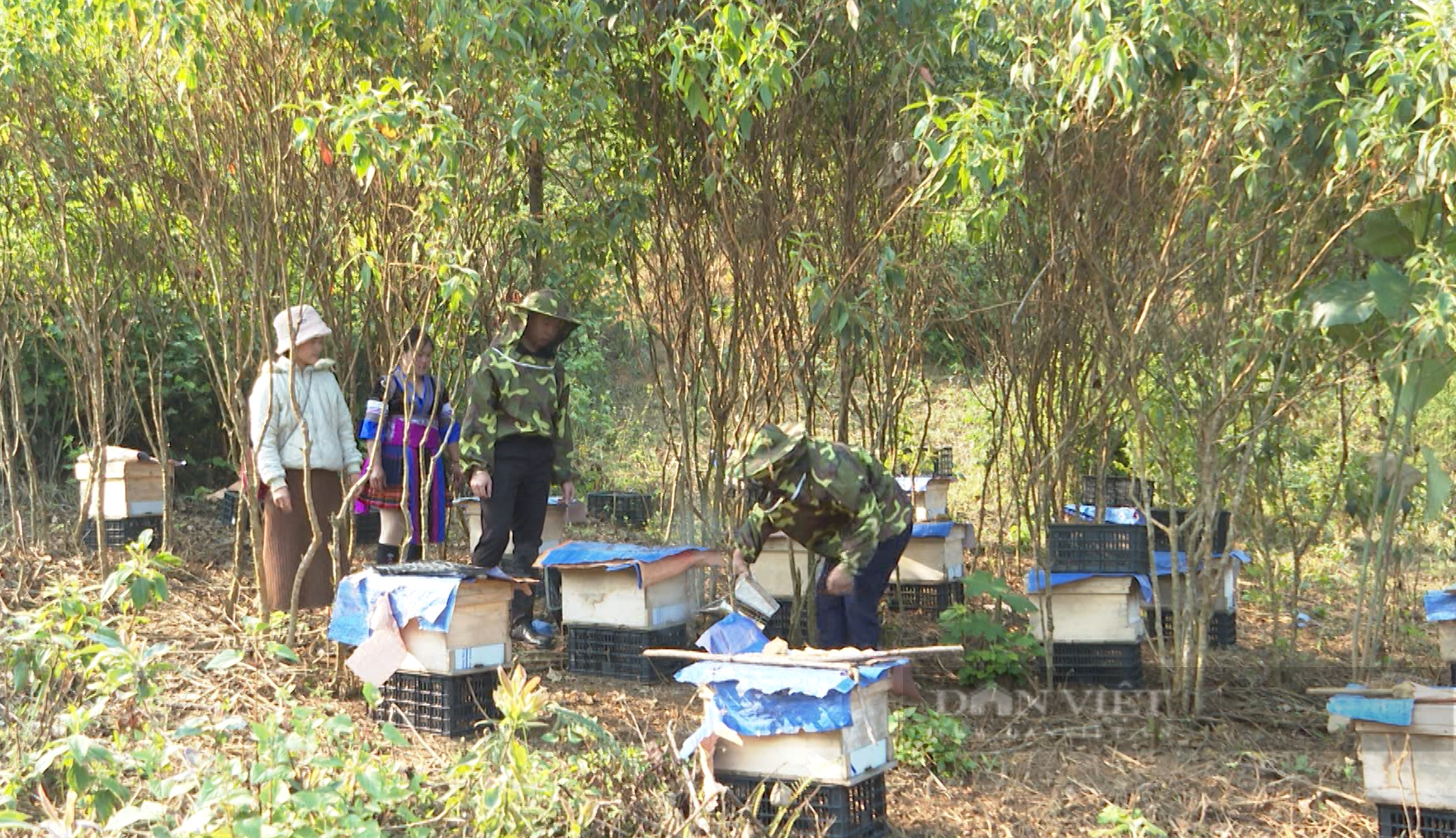 Nuôi ong lấy mật có áp dụng KHKT, thanh niên dân tộc thiểu số ở Phong Thổ của Lai Châu thoát nghèo - Ảnh 2.