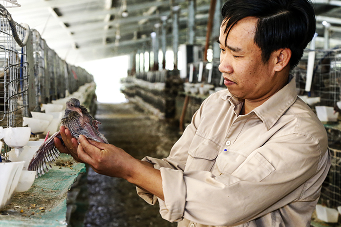 Trang trại nuôi chim bồ câu ở Khánh Hòa lớn nhất, nhì cả nước, thu cả tỷ đồng/tháng - Ảnh 2.