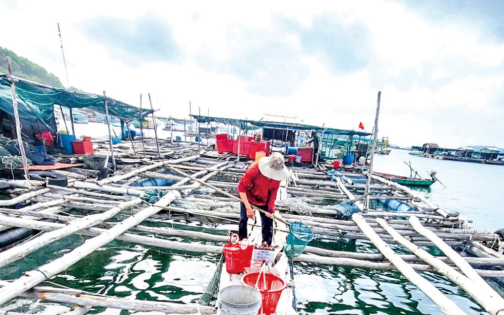 Ở một đảo của Kiên Giang, cá mú trân châu, cá mú sao, cá bớp tăng giá gấp đôi, nhà nào xúc bán là trúng