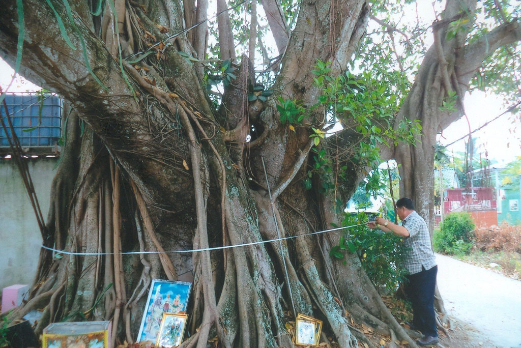 Một cây cổ thụ phô dáng kỳ, cổ, quái đứng bên miếu cổ ở Long An, căng dây đo gốc được 10m - Ảnh 1.