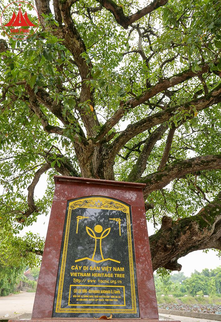 Điểm danh loạt cây cổ thụ ở các vùng đất cổ Vĩnh Phúc, hai cây gạo thọ 3 thế kỷ, cây lộc vừng 600 tuổi - Ảnh 4.