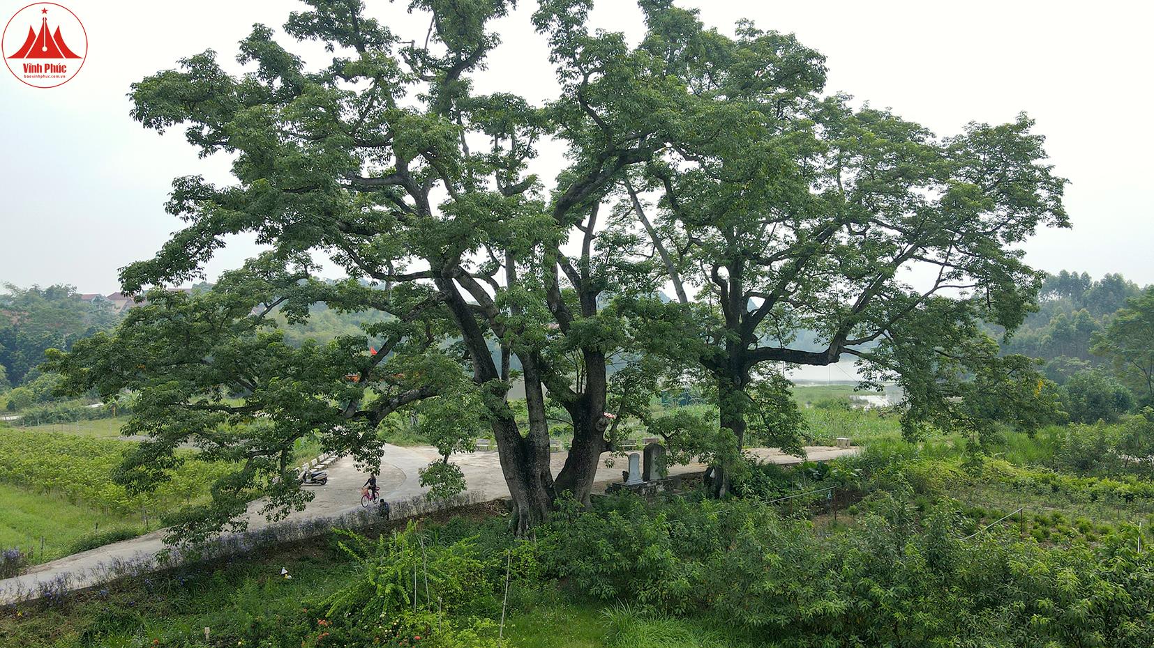 Điểm danh loạt cây cổ thụ ở các vùng đất cổ Vĩnh Phúc, hai cây gạo thọ 3 thế kỷ, cây lộc vừng 600 tuổi - Ảnh 10.