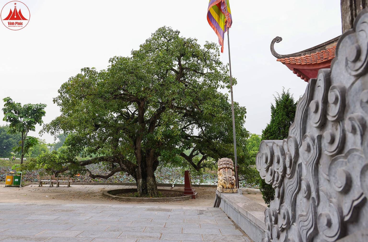 Điểm danh loạt cây cổ thụ ở các vùng đất cổ Vĩnh Phúc, hai cây gạo thọ 3 thế kỷ, cây lộc vừng 600 tuổi - Ảnh 3.