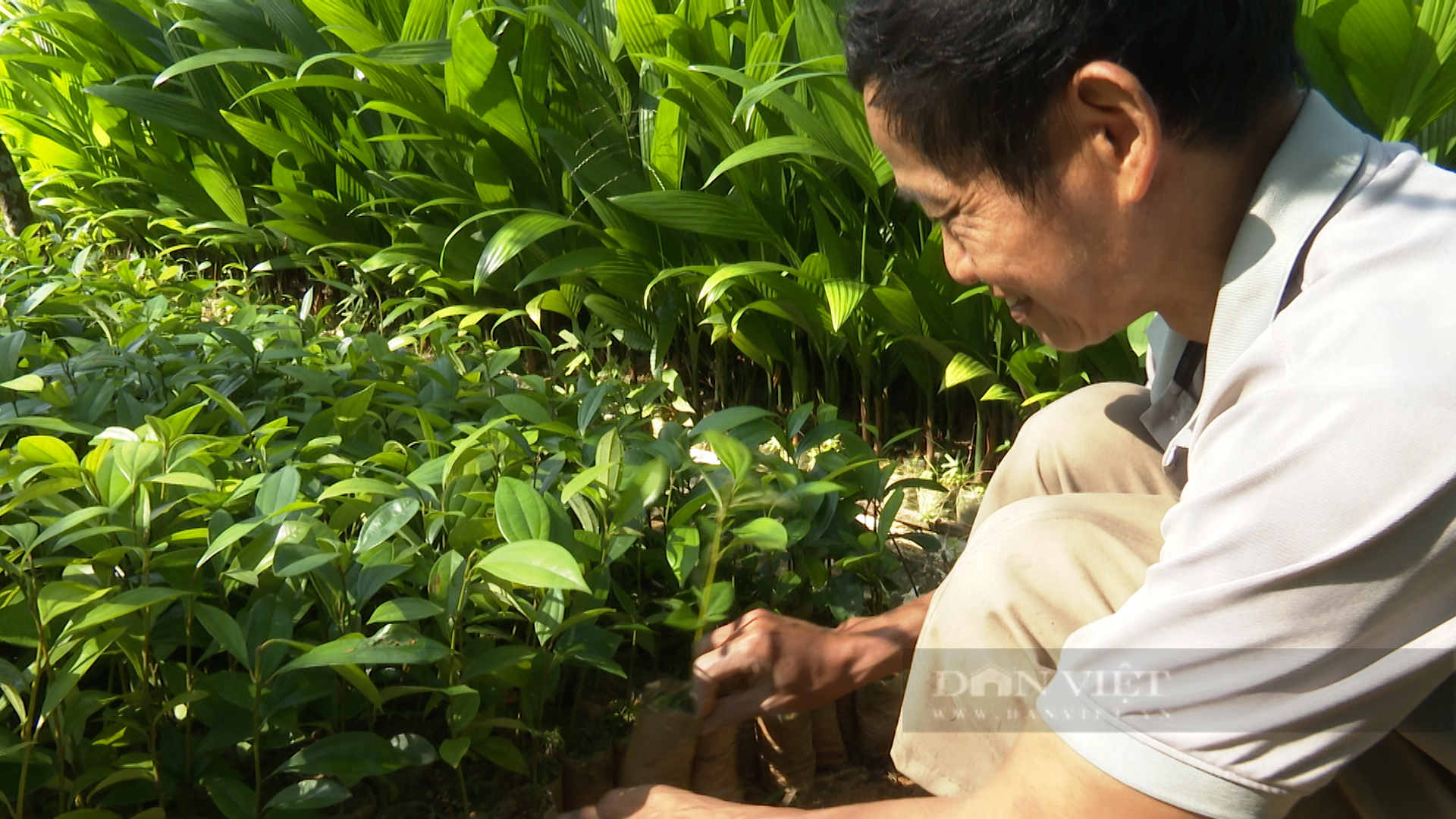 Nhờ xuất hàng triệu cây giống, lão nông xứ Quảng lãi cả trăm triệu đồng - Ảnh 5.