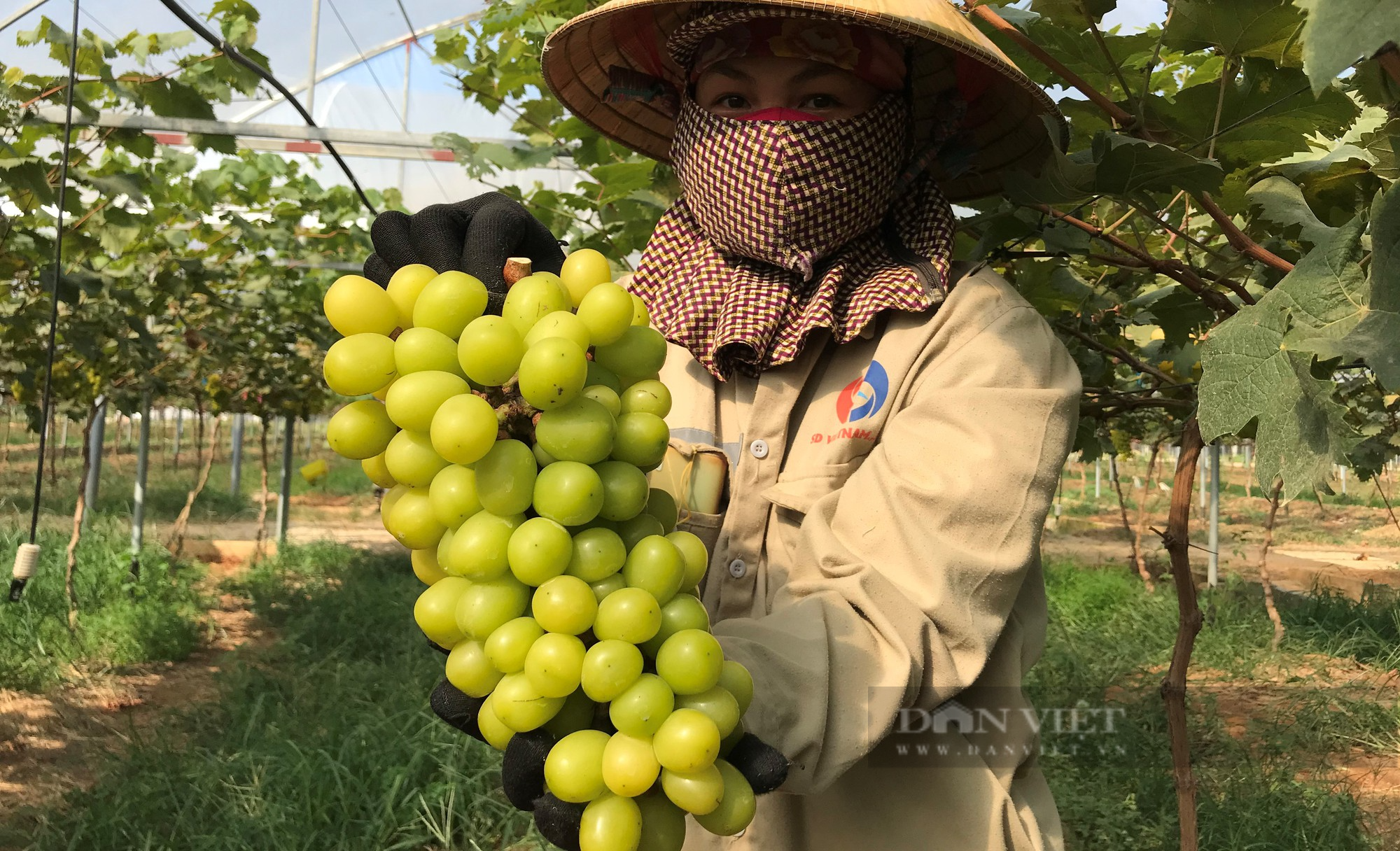 Nghệ An có bao nhiêu sản phẩm OCOP 3 sao trở lên mà đứng thứ 2 cả nước về số lượng? - Ảnh 6.