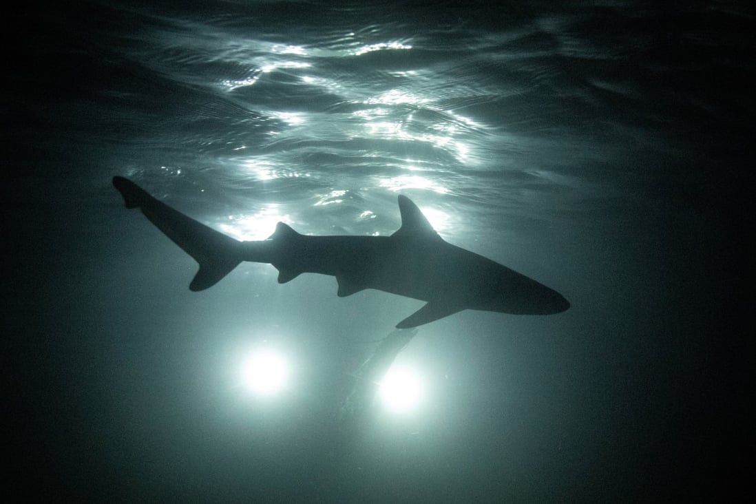 Thái Lan: Du khách &quot;xua đuổi&quot; cá mập khỏi Vịnh Maya - Ảnh 1.