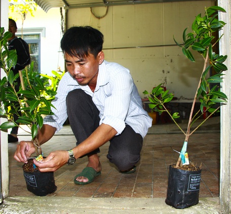 Một loại quả ngon đất Vĩnh Long, dù có không biết tên, chưa được nếm hễ thấy đều tứa nước miếng - Ảnh 5.