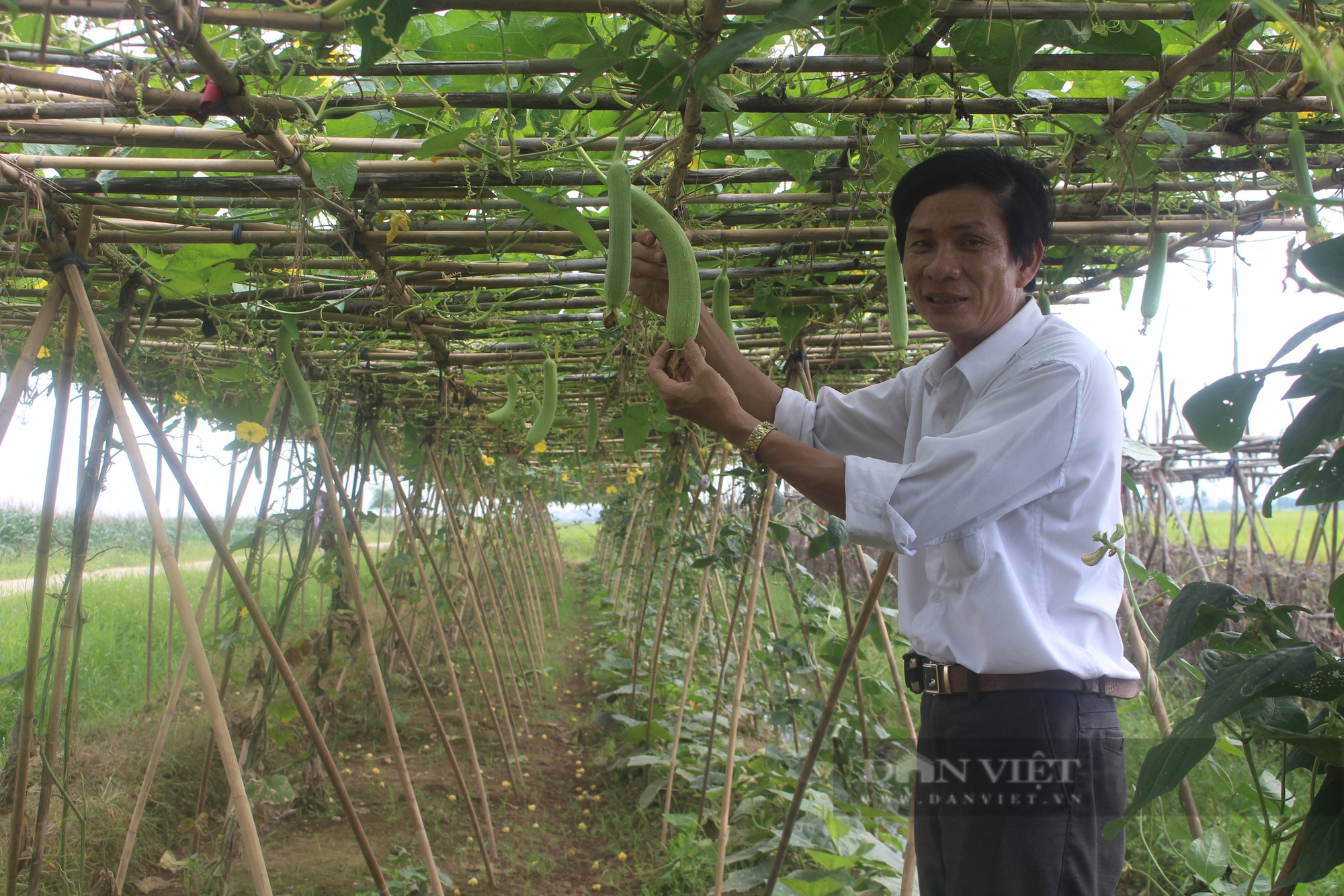 Nuôi thỏ, trồng rau an toàn, nông huyện Tiên Du ở Bắc Ninh nhanh khá giả, có hộ nông dân xây được nhà tiền tỷ - Ảnh 3.
