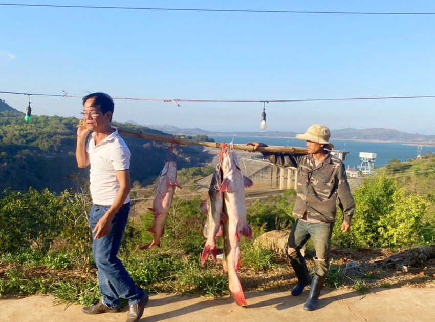 Gia Lai: Bắt được cá lăng đuôi đỏ khủng dài hơn 1,5 mét nặng tới 20kg trên sông Sê San - Ảnh 1.