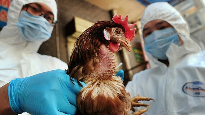 Khả năng lây virus H5N1 từ gia cầm sang người ở mức nào? - Ảnh 3.