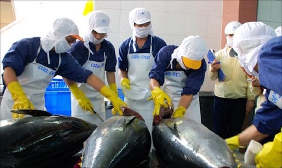 Hàn Quốc tiêu thụ cá ngừ Việt Nam nhiều nhất - Ảnh 1.