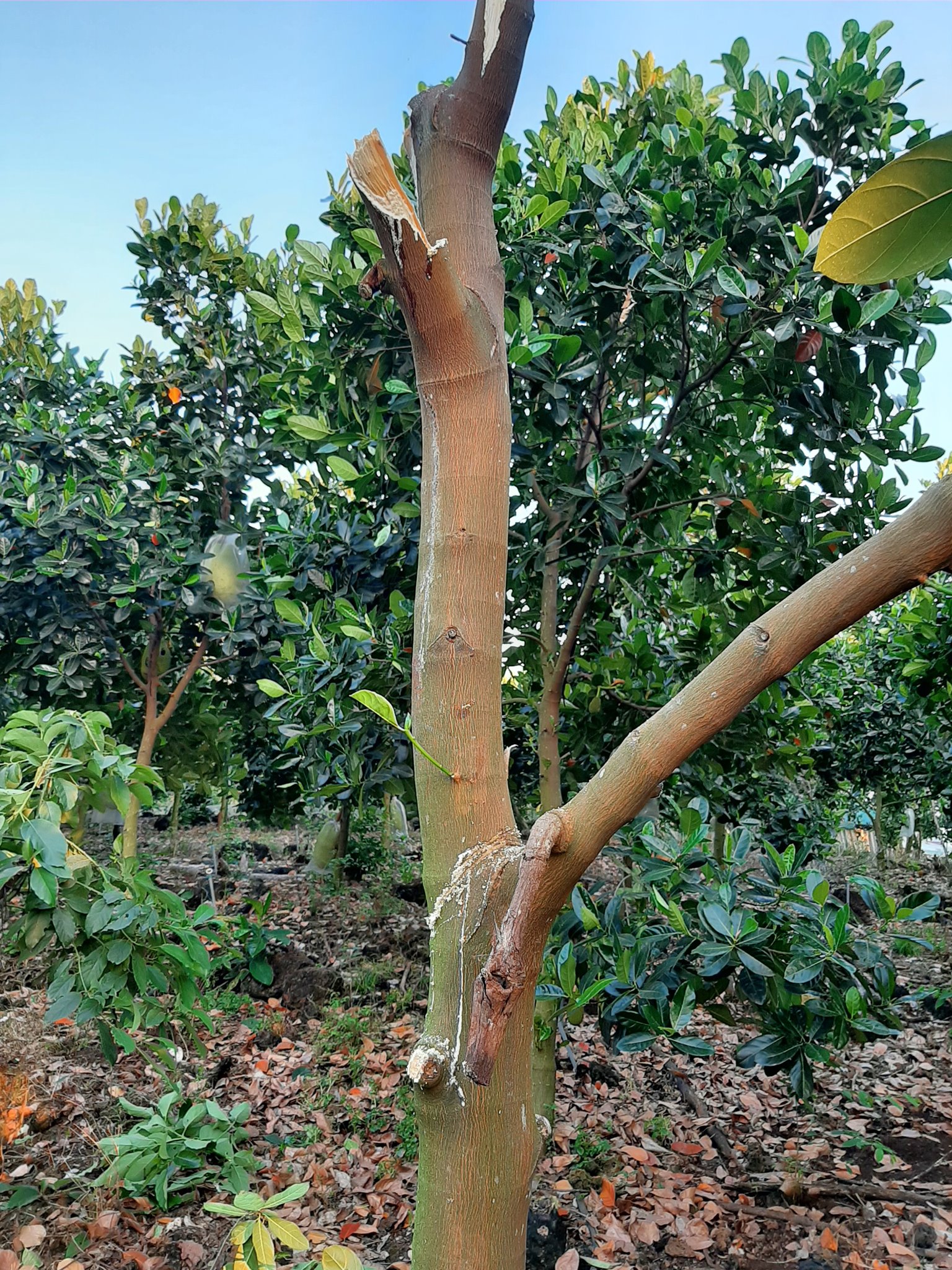 Giá mít Thái hôm nay 3/3: Nguyên nhân bất ngờ khiến cây mít có trái vụ đầu tiên đã bị xì mủ - Ảnh 2.