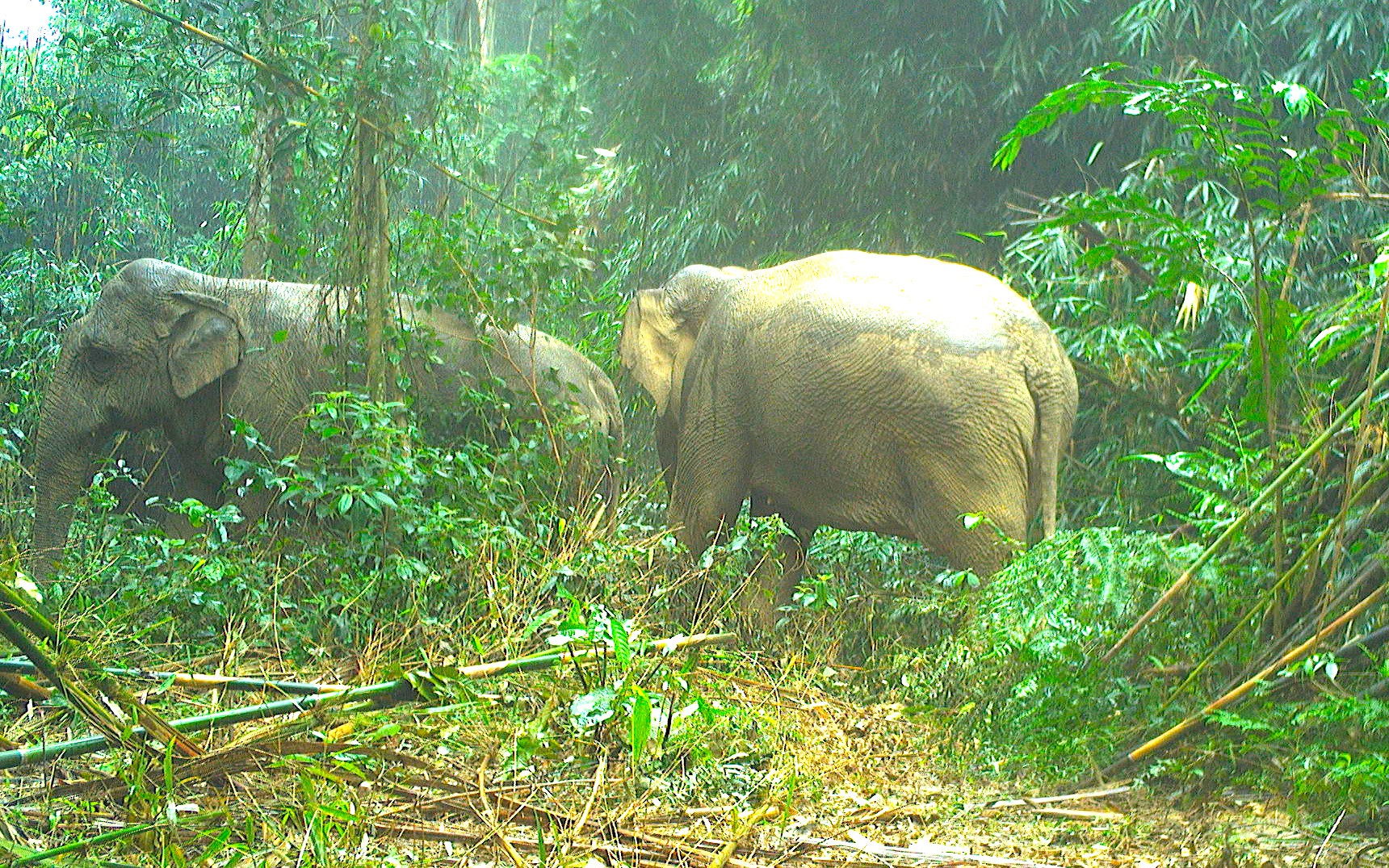 Hà Tĩnh: Xuất hiện 2 cá thể voi rừng tại Vườn Quốc gia Vũ Quang 