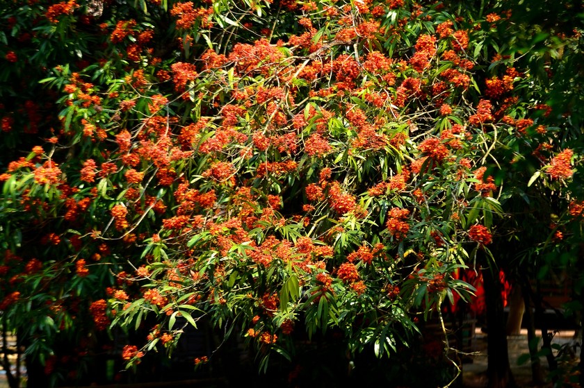 Chẳng phải hoa gạo, đây là một loài hoa đang tuôn bông đỏ cả một dòng suối nổi tiếng ở Quảng Bình - Ảnh 3.
