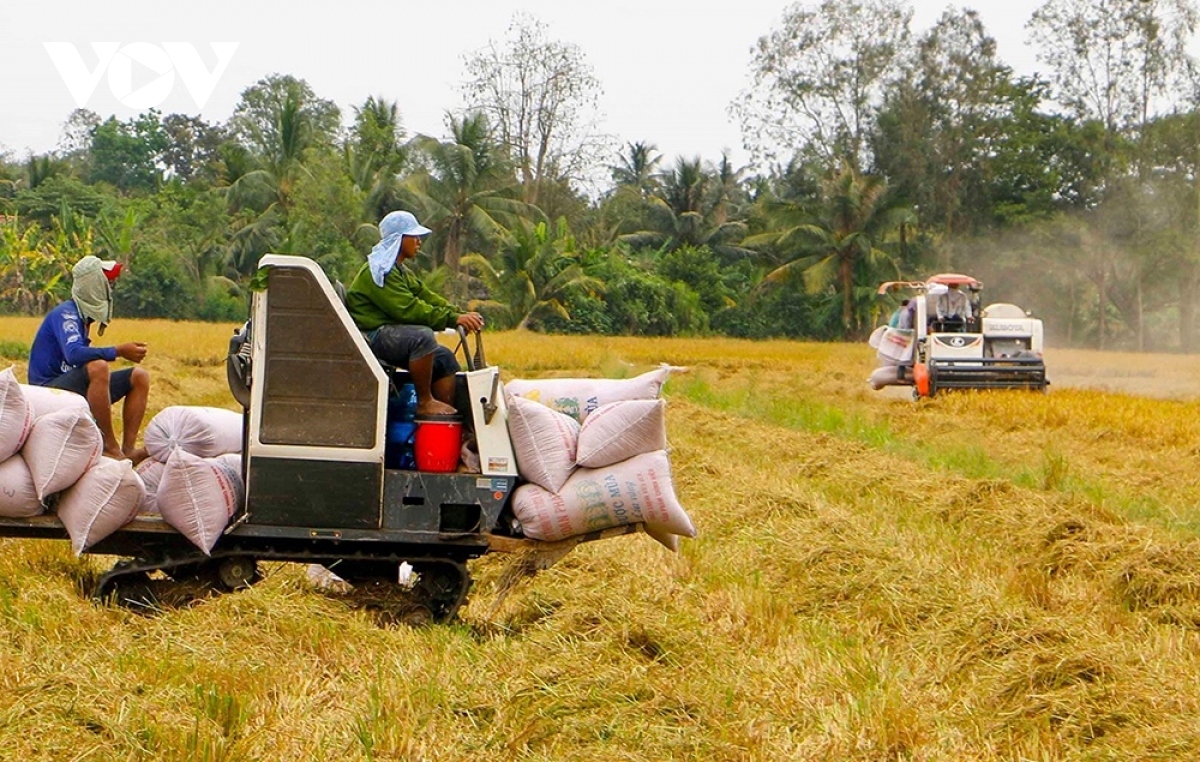 Xuất khẩu gạo sang Indonesia tăng đột biến, Bộ Công Thương khuyến cáo rủi ro - Ảnh 1.