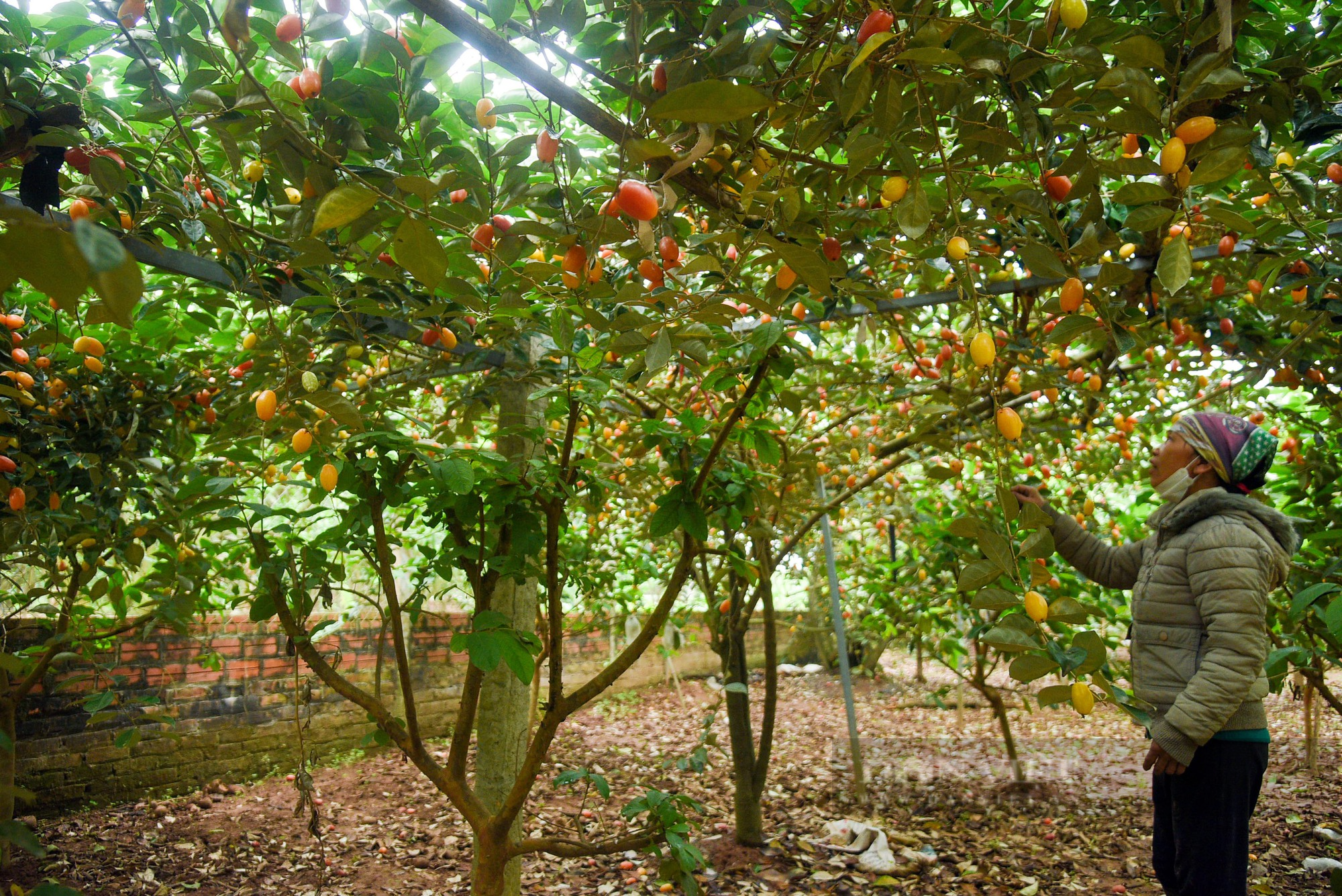 Loại quả chua chua, ngọt ngọt đang được nông dân thu hái ở ven đô Hà Nội - Ảnh 1.