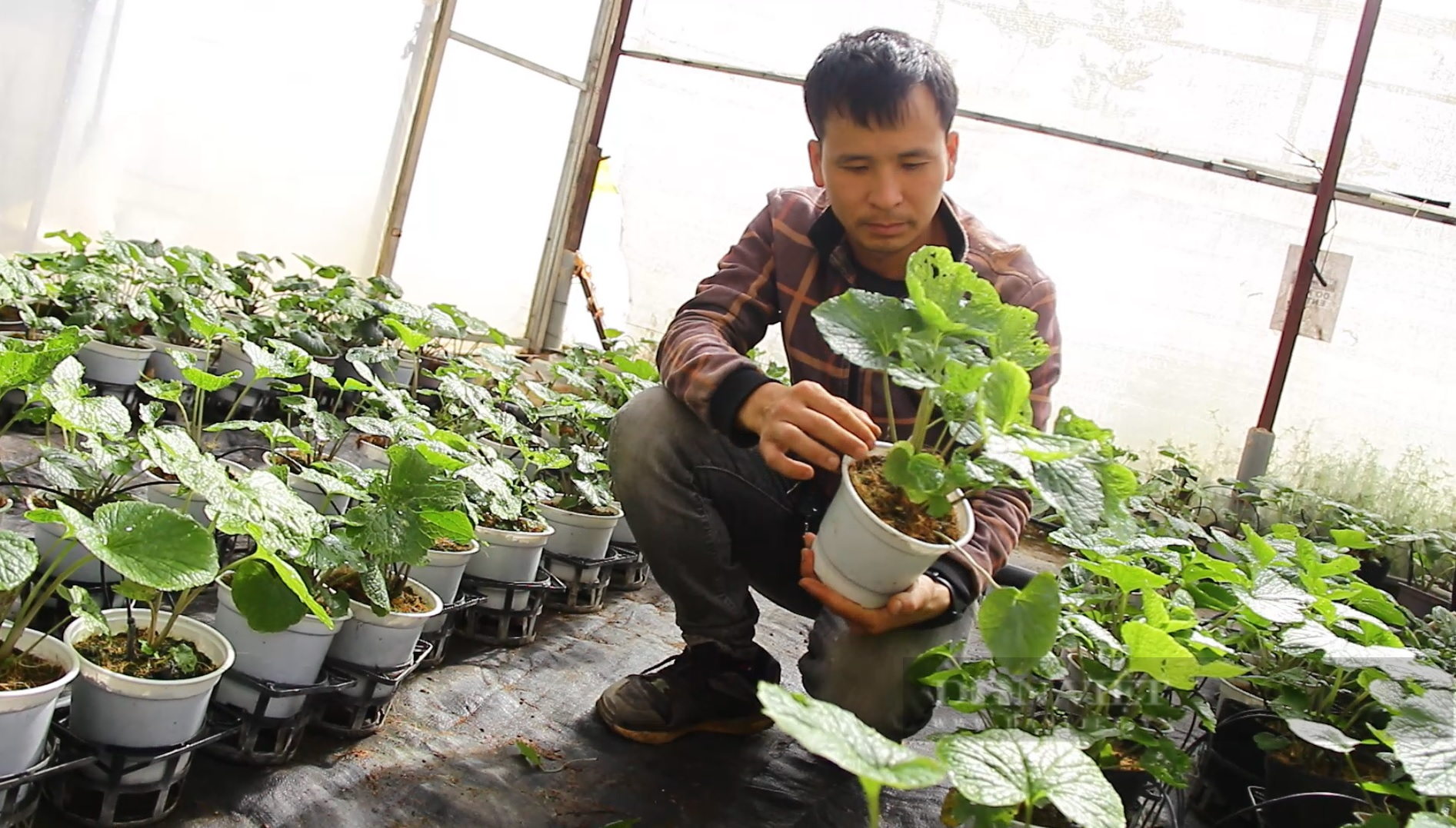 Trồng cây wasabi ăn vào sốc đến tận óc, anh nông dân Lâm Đồng nhổ củ bán 6 triệu đồng/kg - Ảnh 2.