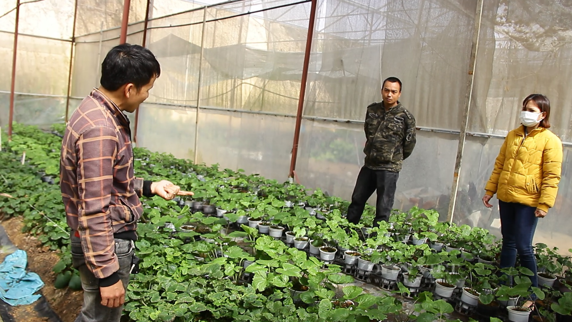 Trồng cây wasabi ăn vào sốc đến tận óc, anh nông dân Lâm Đồng nhổ củ bán 6 triệu đồng/kg - Ảnh 4.