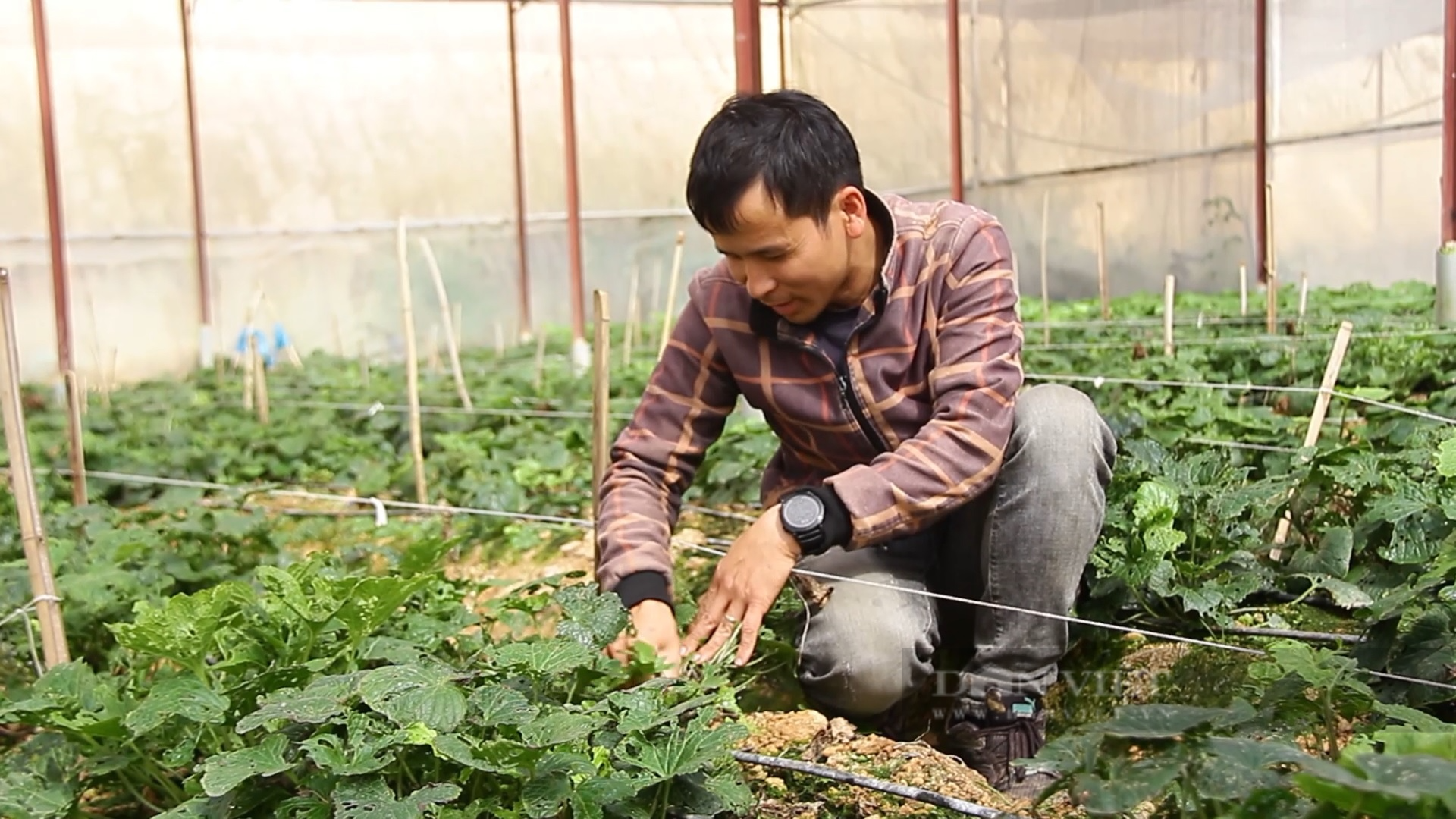 Trồng cây wasabi ăn vào sốc đến tận óc, anh nông dân Lâm Đồng nhổ củ bán 6 triệu đồng/kg - Ảnh 6.